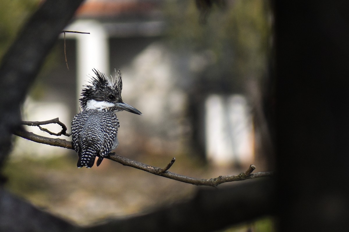 Crested Kingfisher - ML414736181
