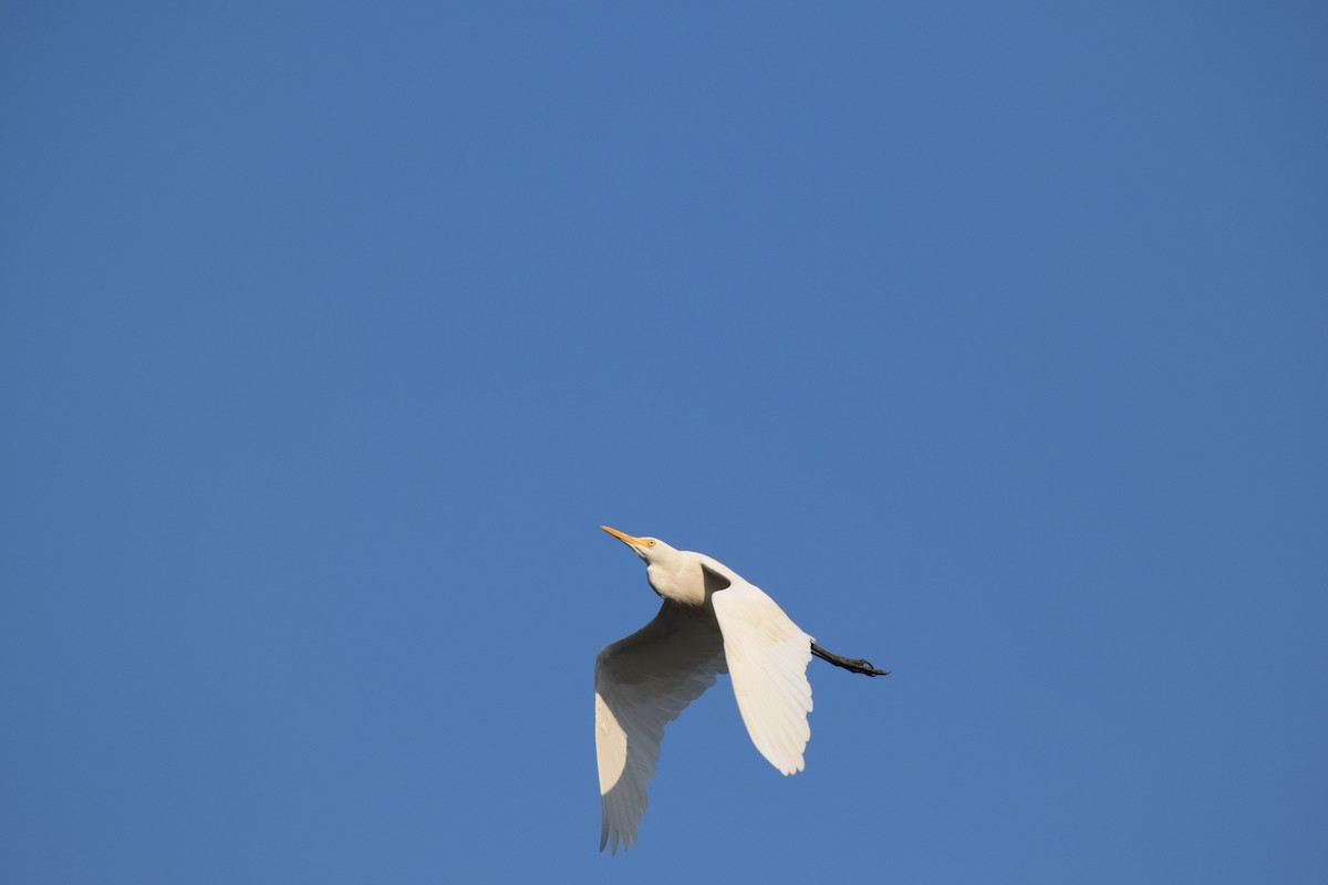 Eastern Cattle-Egret - ML414741211
