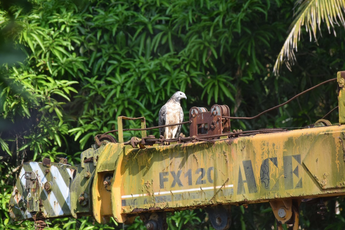 Oriental Honey-buzzard - ML414741221