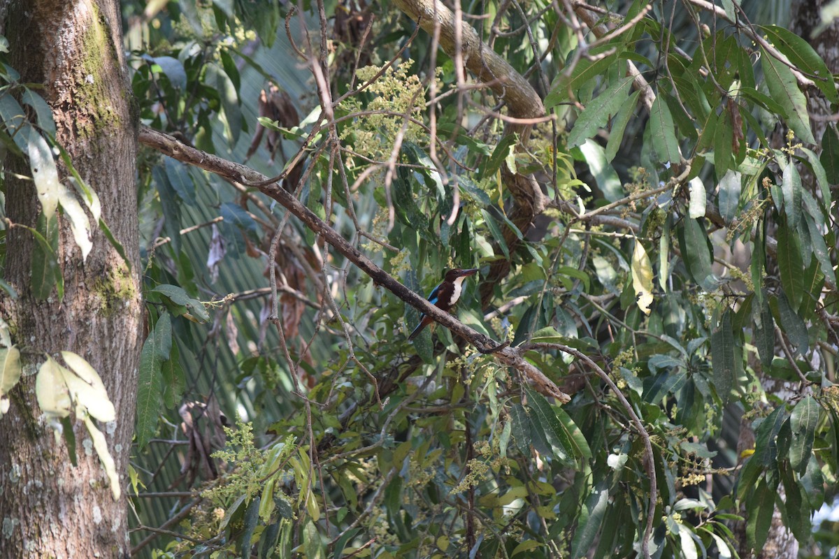 White-throated Kingfisher - ML414741251