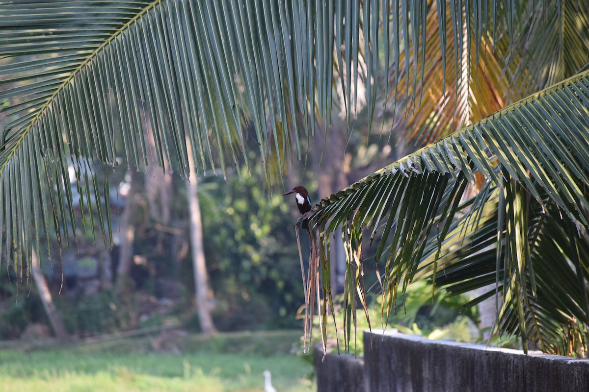 White-throated Kingfisher - ML414741261