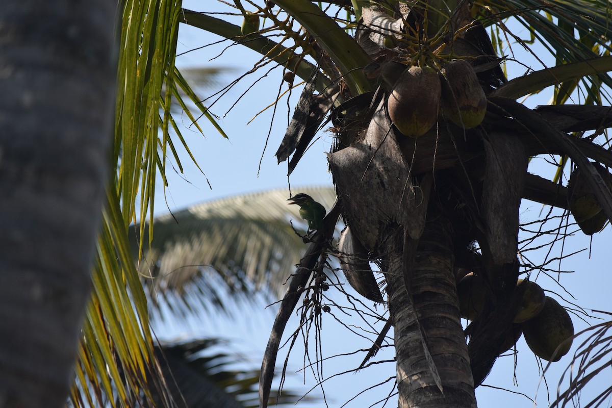 White-cheeked Barbet - ML414741271