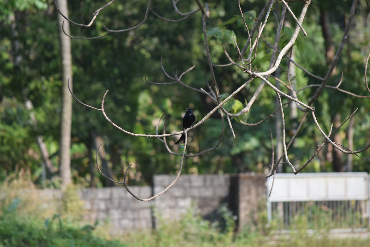 Black Drongo - ML414741291