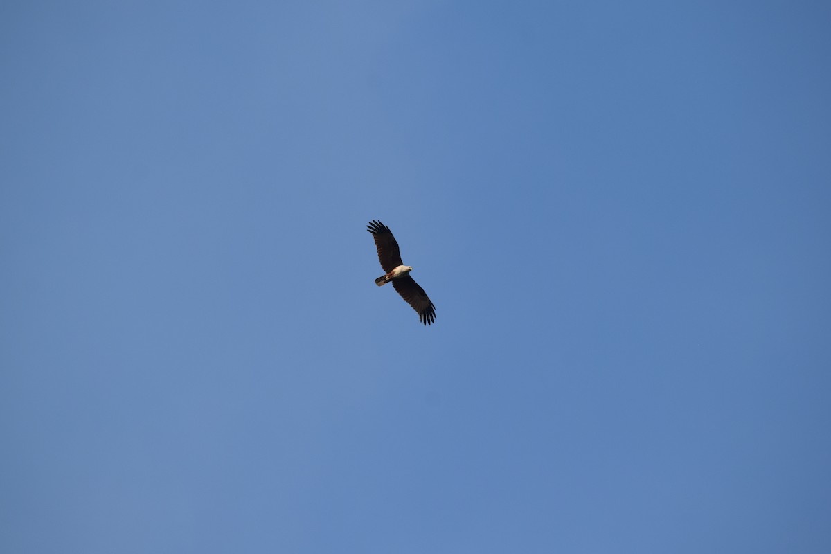 Brahminy Kite - ML414741751