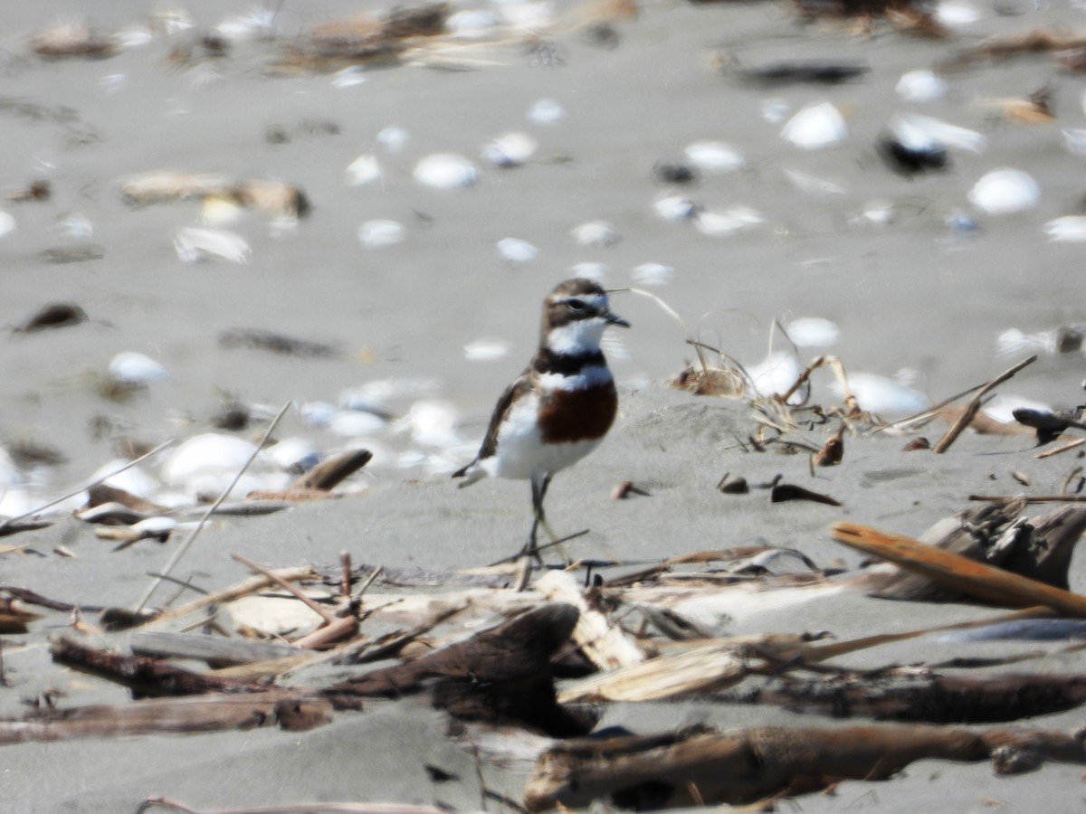 Double-banded Plover - ML414741951