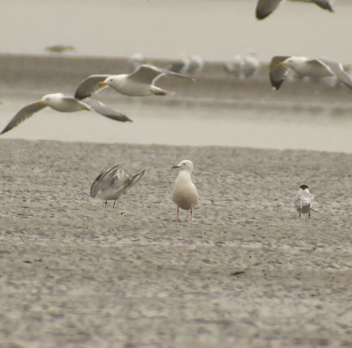 Slender-billed Gull - ML414742081