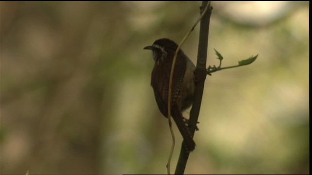 Carolina Wren - ML414743