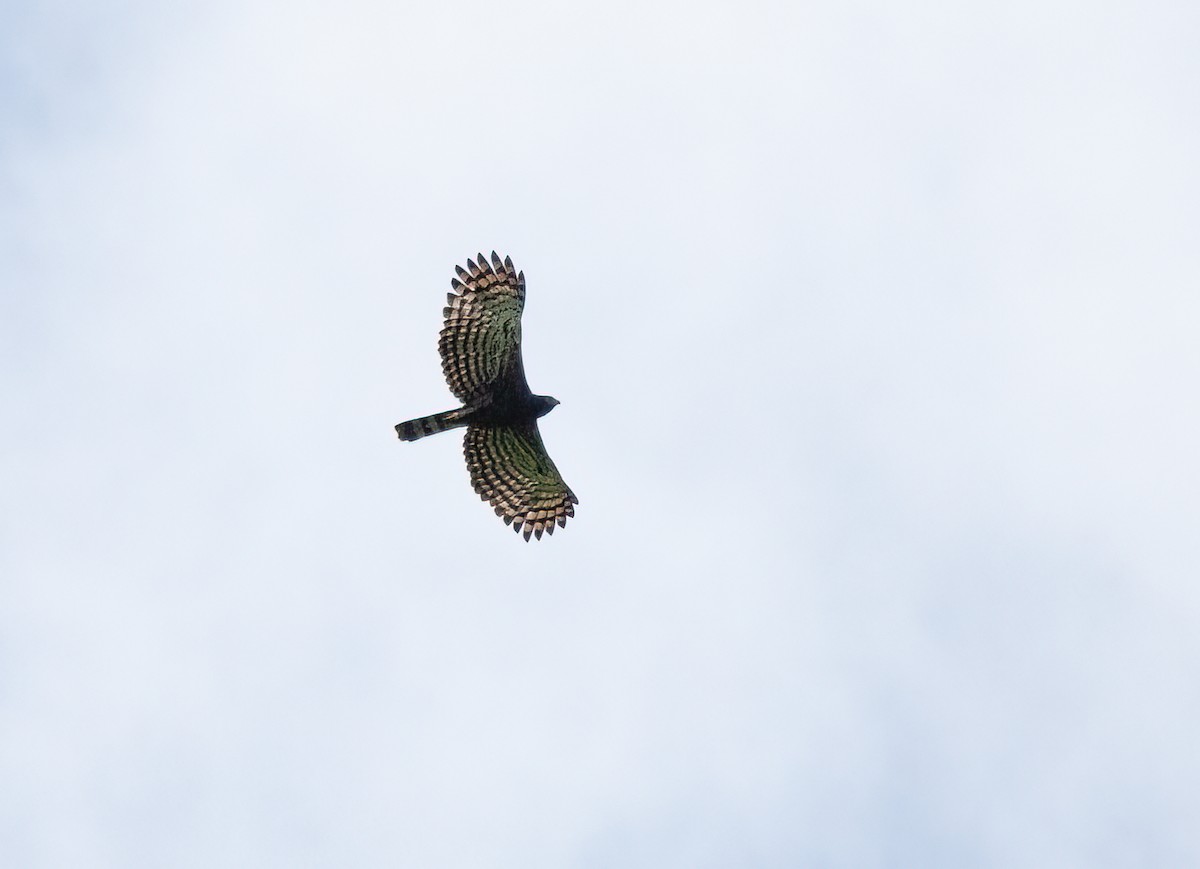 Águila Negra - ML414745101