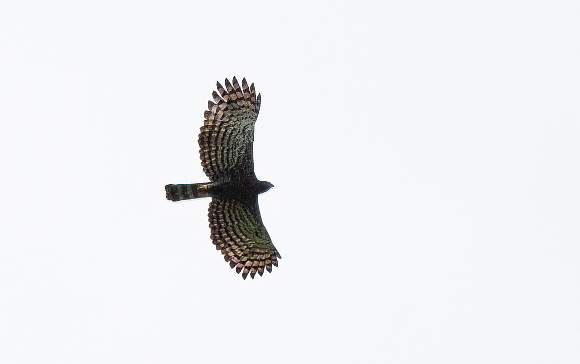 Águila Negra - ML414745111