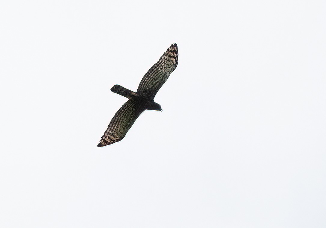 Águila Negra - ML414745121