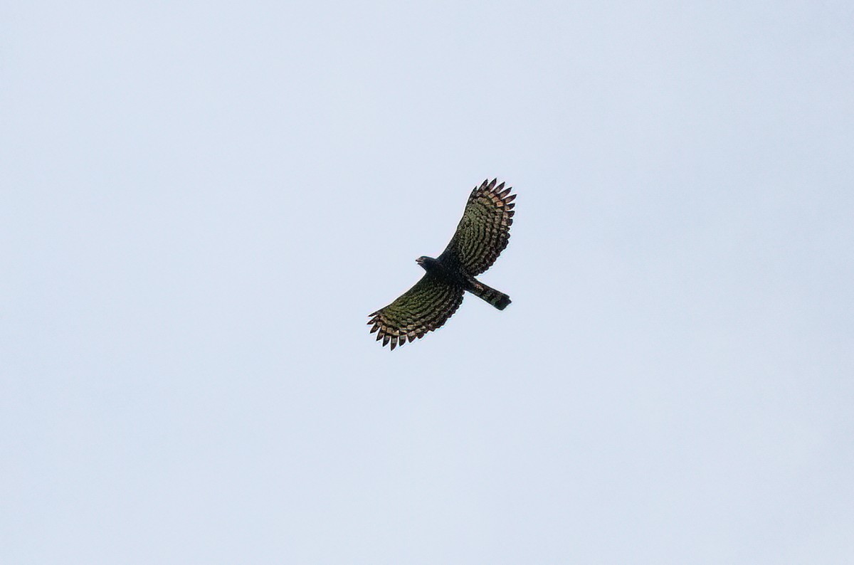 Águila Negra - ML414745131