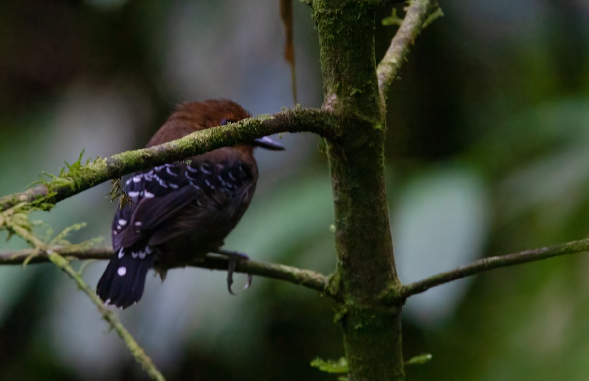 Common Scale-backed Antbird (Buff-breasted) - ML414745201
