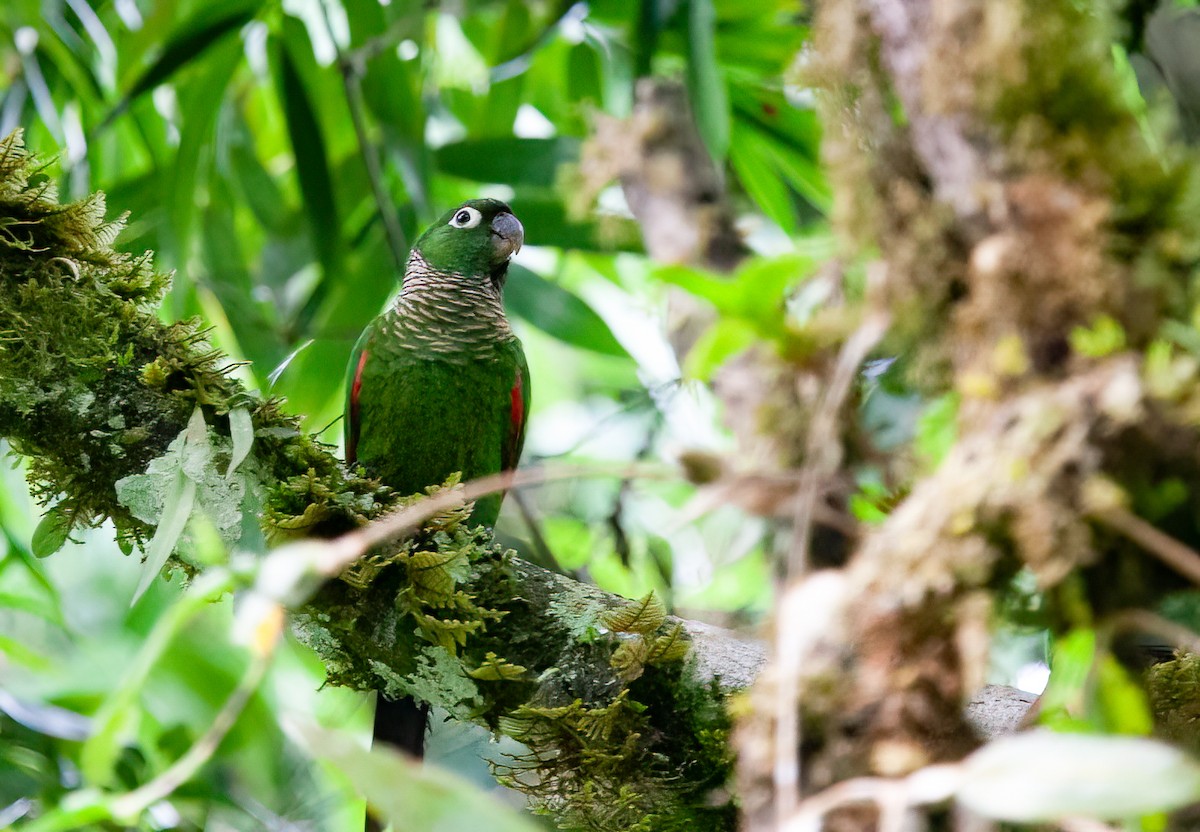 Maroon-tailed Parakeet (Maroon-tailed) - ML414745241