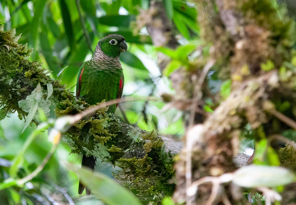 Maroon-tailed Parakeet (Maroon-tailed) - ML414745251