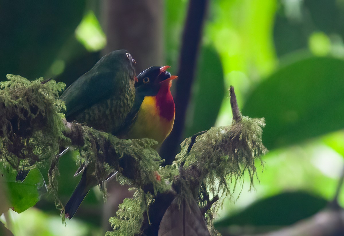 Scarlet-breasted Fruiteater (squamipectus) - ML414745301