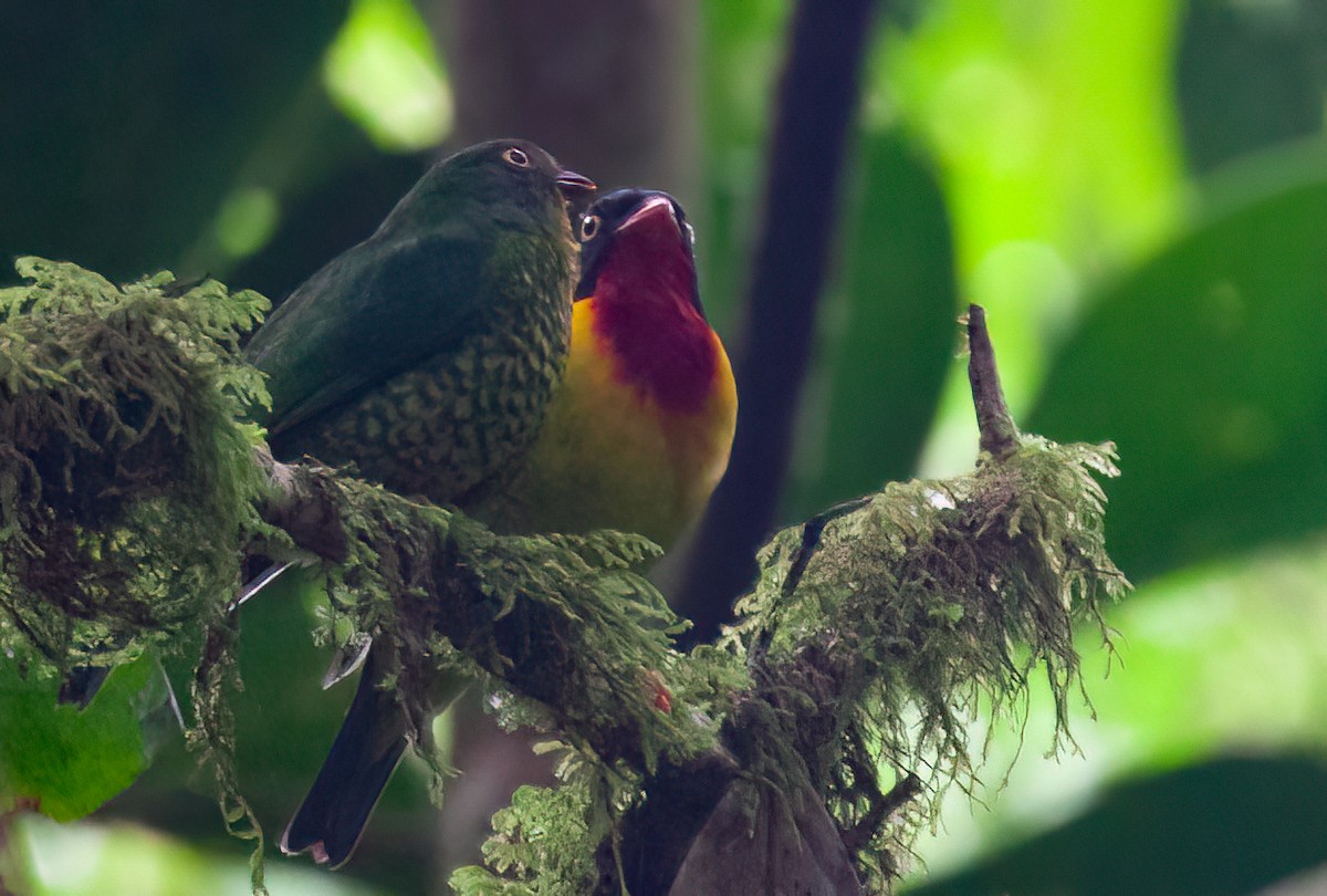 Scarlet-breasted Fruiteater (squamipectus) - ML414745311