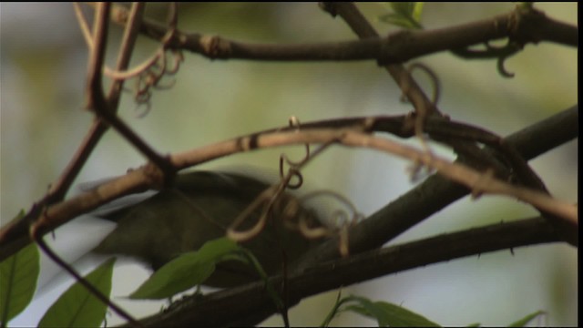 Ruby-crowned Kinglet - ML414746