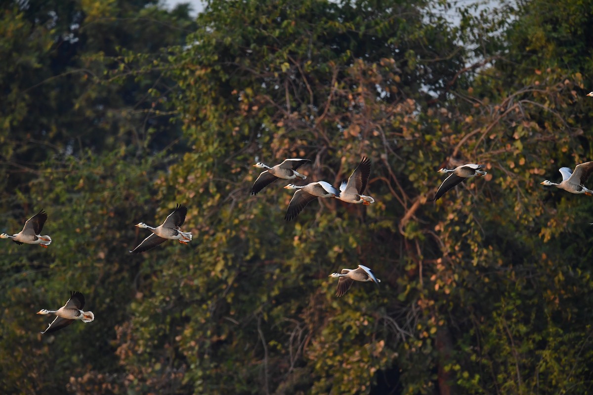 Bar-headed Goose - ML414746111