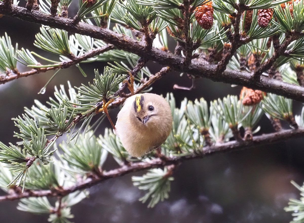 Goldcrest - Konstantin Akmarov