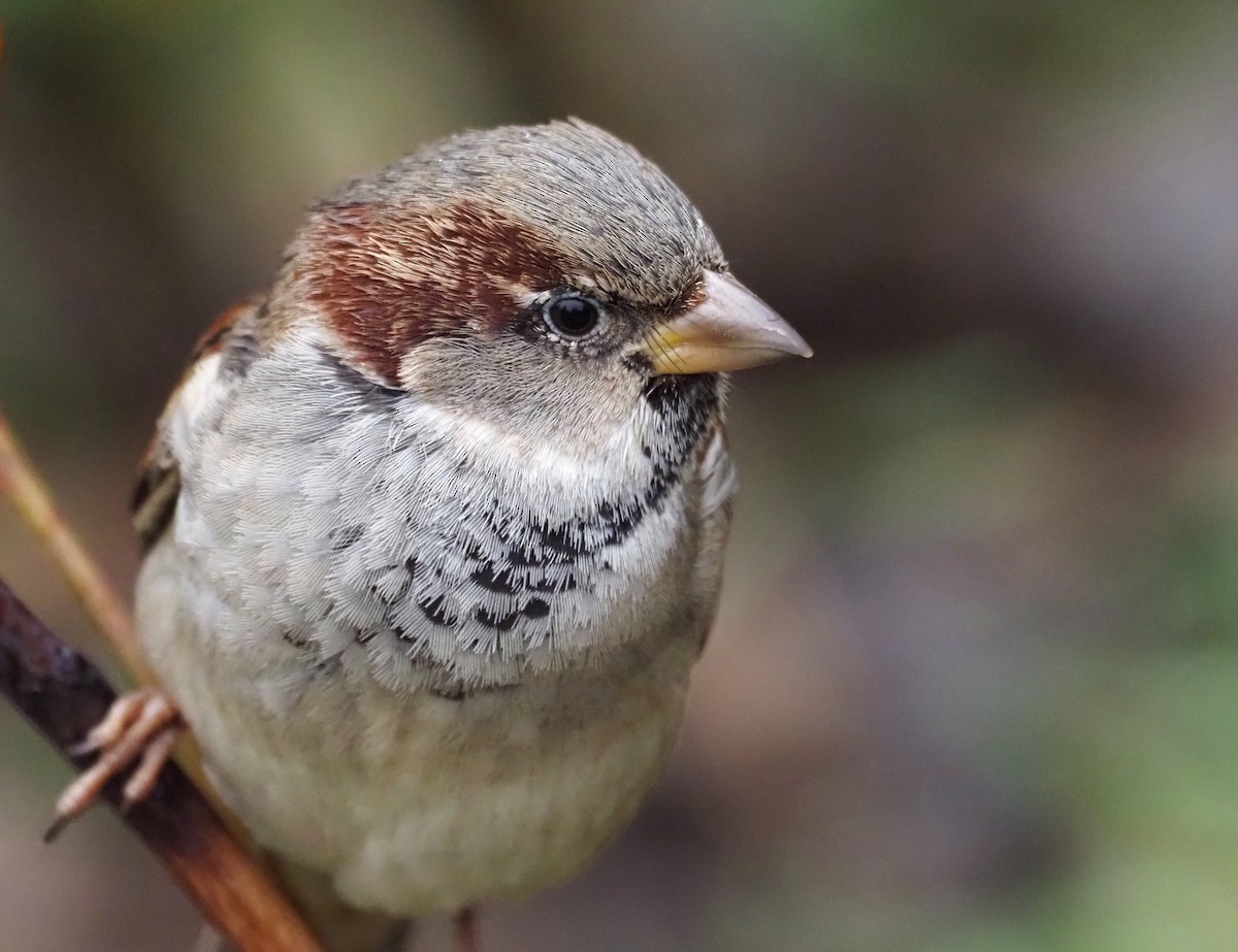 House Sparrow - ML414746821