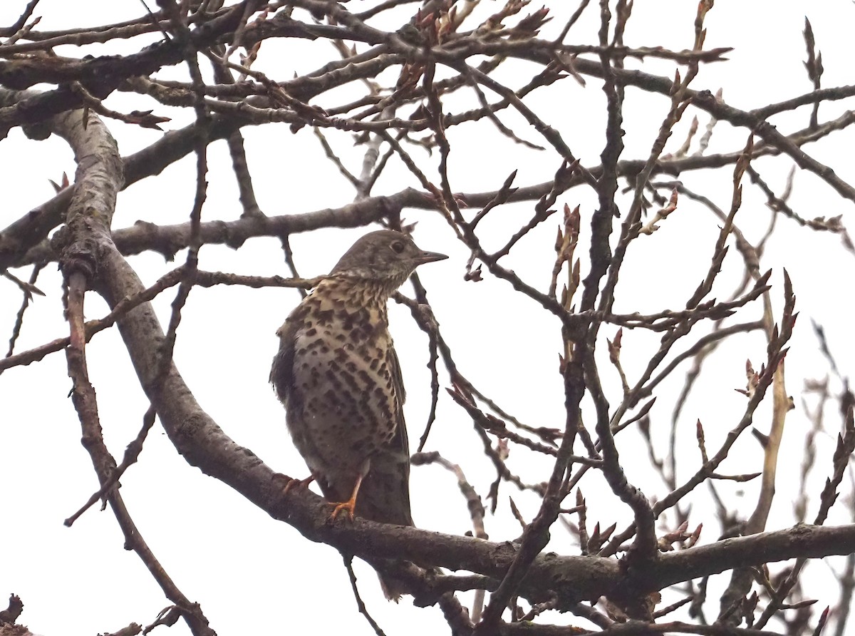 Mistle Thrush - ML414746991