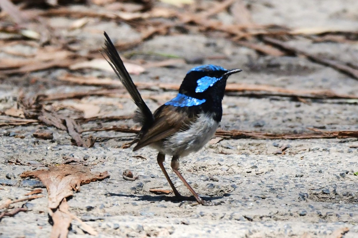 Superb Fairywren - ML414748531