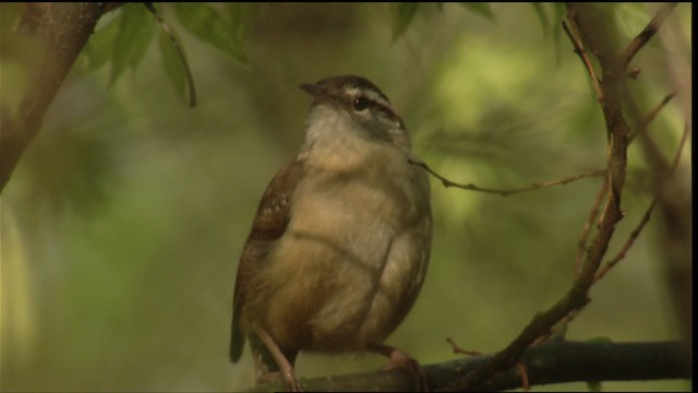 Carolina Wren - ML414749