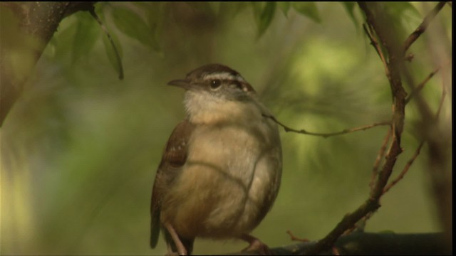 Carolina Wren - ML414750