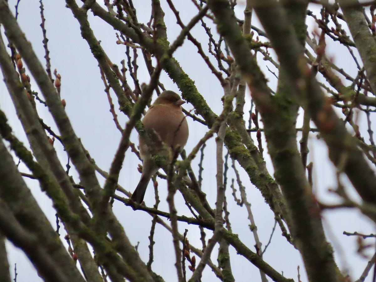 Common Chaffinch - David Campbell
