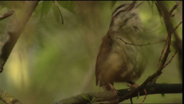 Carolina Wren - ML414751