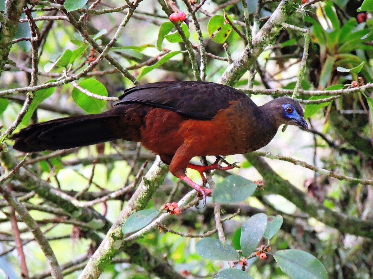 Sickle-winged Guan - Adalberto Quiroga Villada