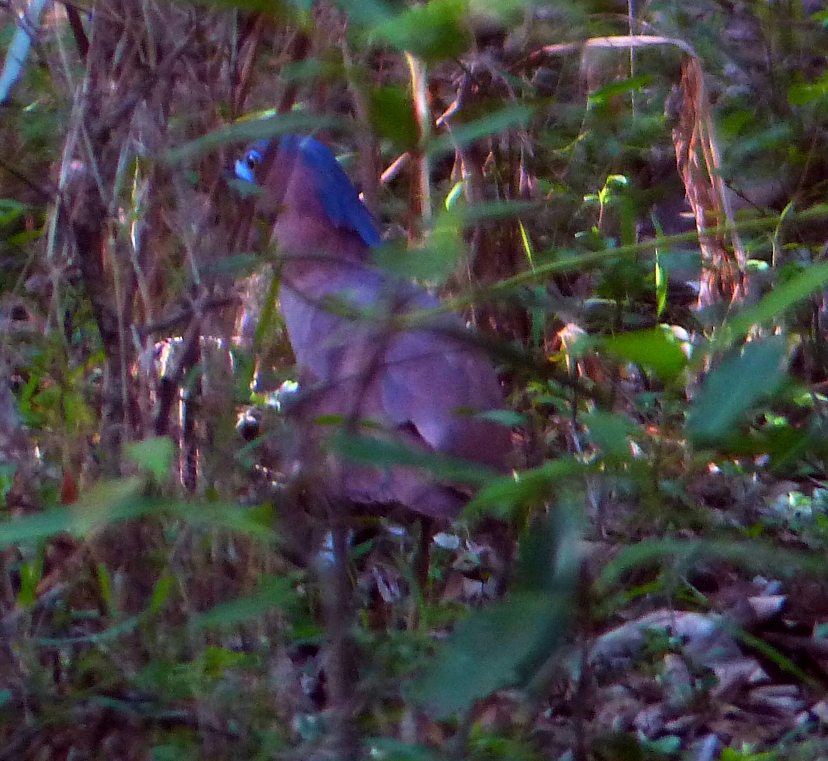 Malayan Night Heron - ML414752421