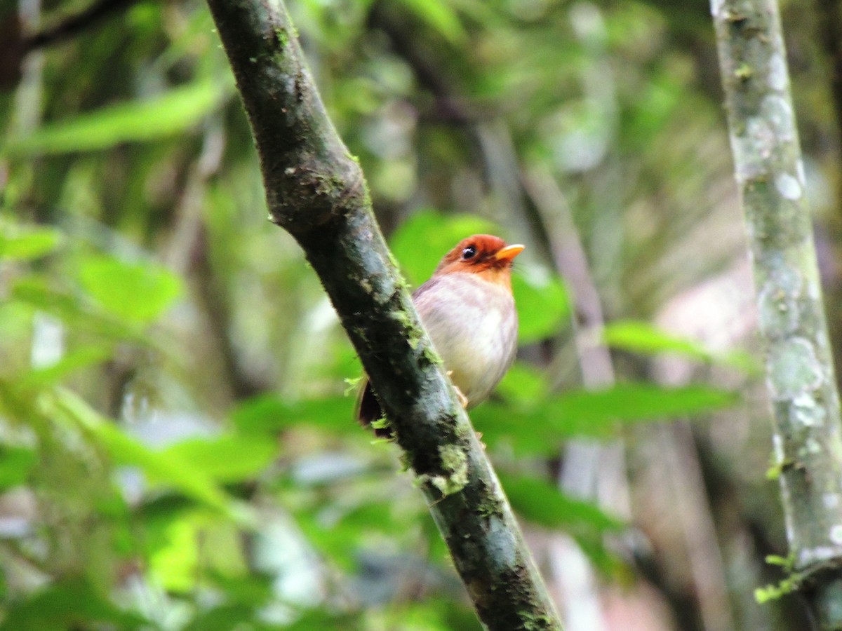 Hooded Antpitta - Adalberto Quiroga Villada