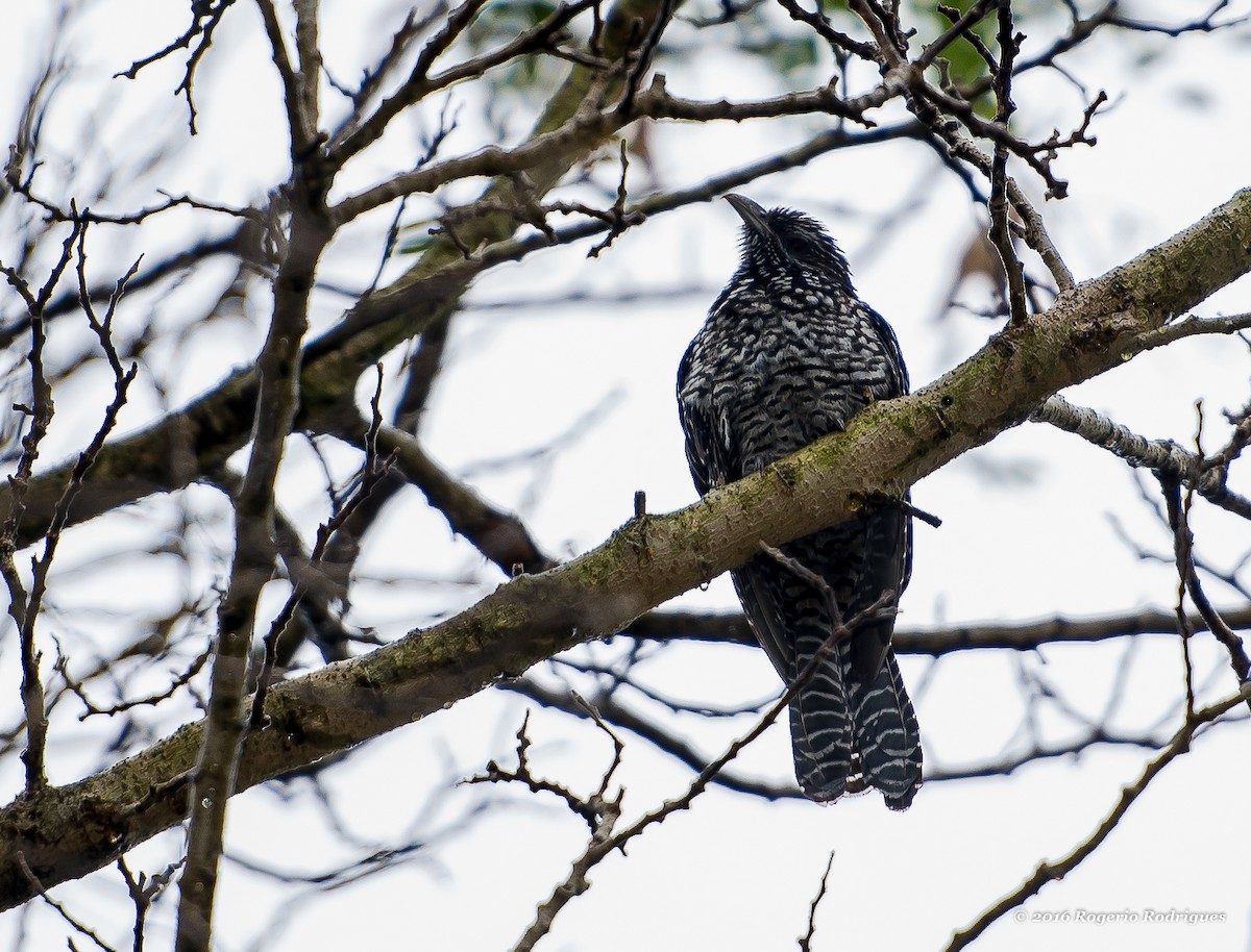 Asian Koel - ML41475571