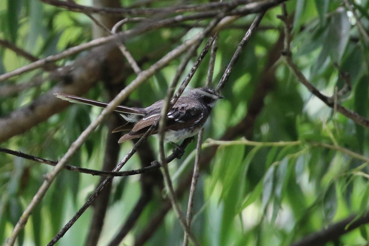 Gray Fantail - Deb & Rod R