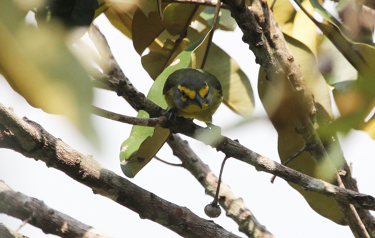 Slaty-capped Shrike-Vireo - ML41475941