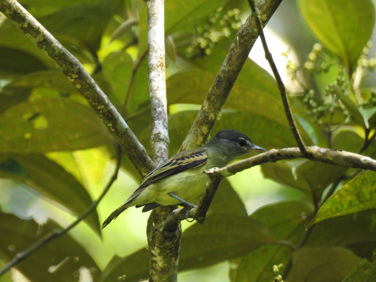 White-winged Becard - LP Noack