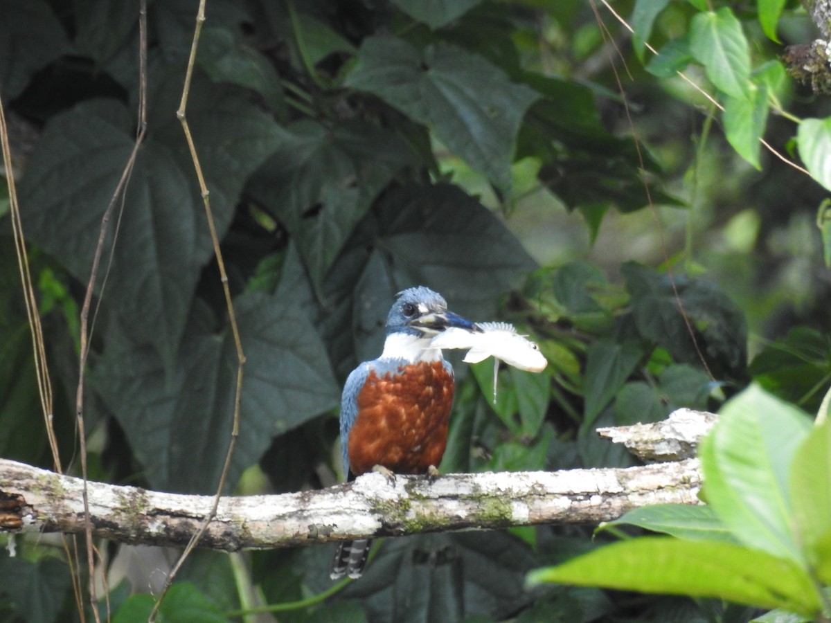 Ringed Kingfisher - ML414759851