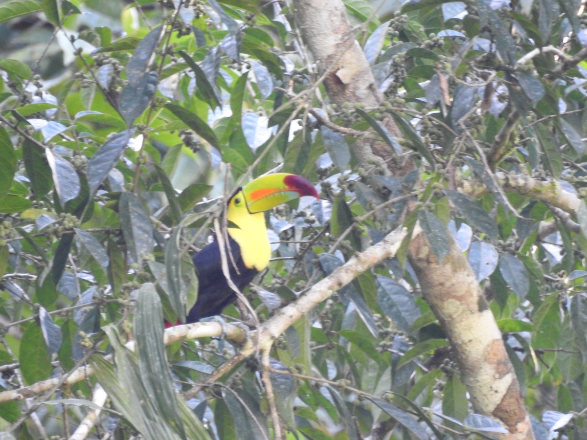 Toucan à carène - ML414760131