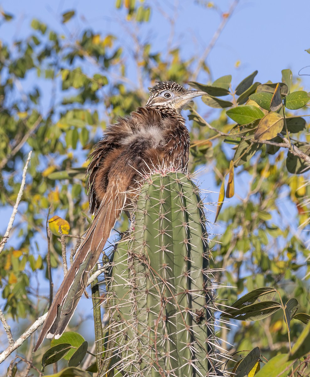 Lesser Roadrunner - ML414760931