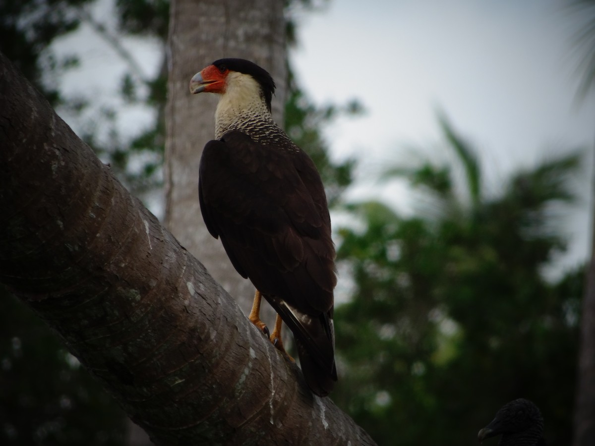 Crested Caracara - ML414761541