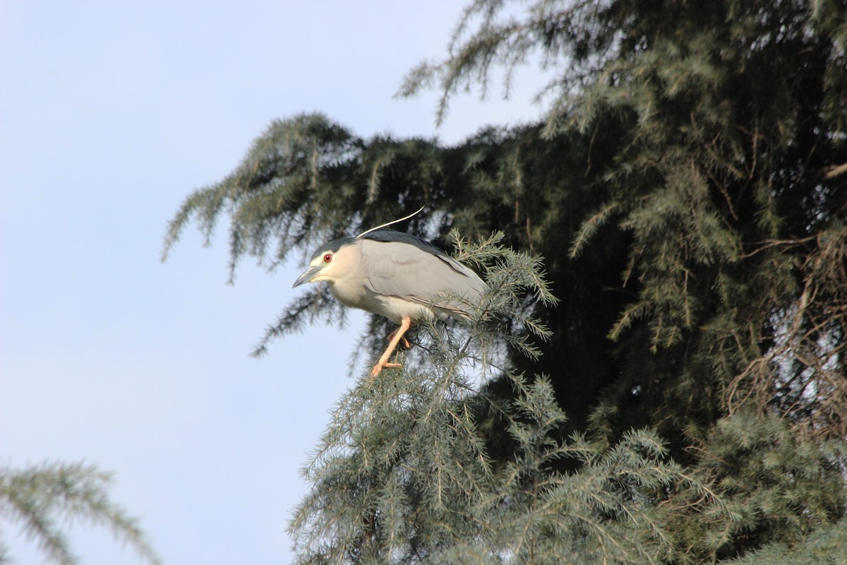 Black-crowned Night Heron (Eurasian) - ML414761881