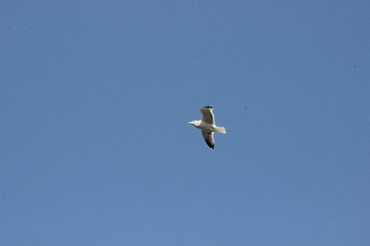 Herring Gull (Mongolian) - ML414762041