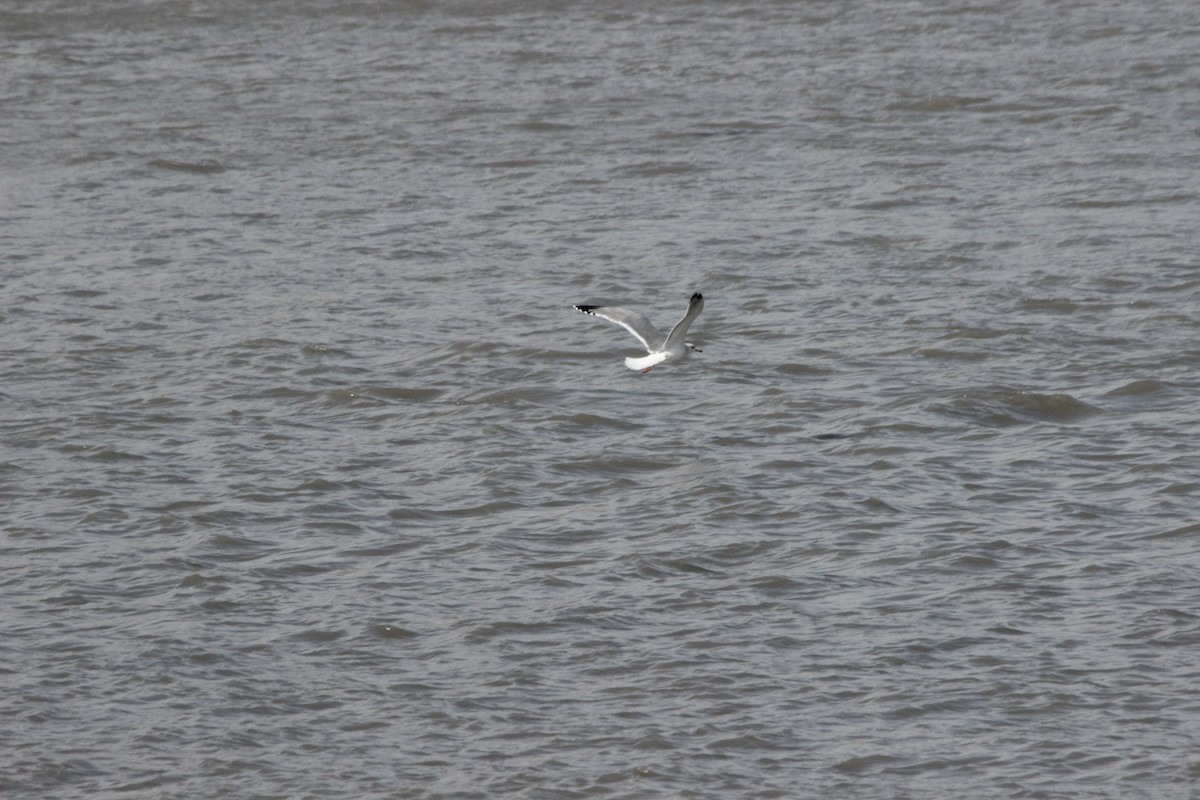 Herring Gull (Vega) - ML414762121