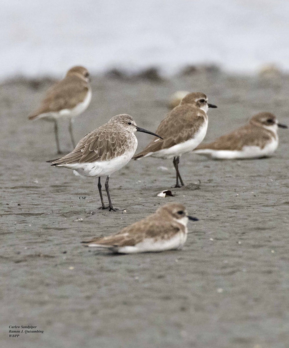 Curlew Sandpiper - ML414762441