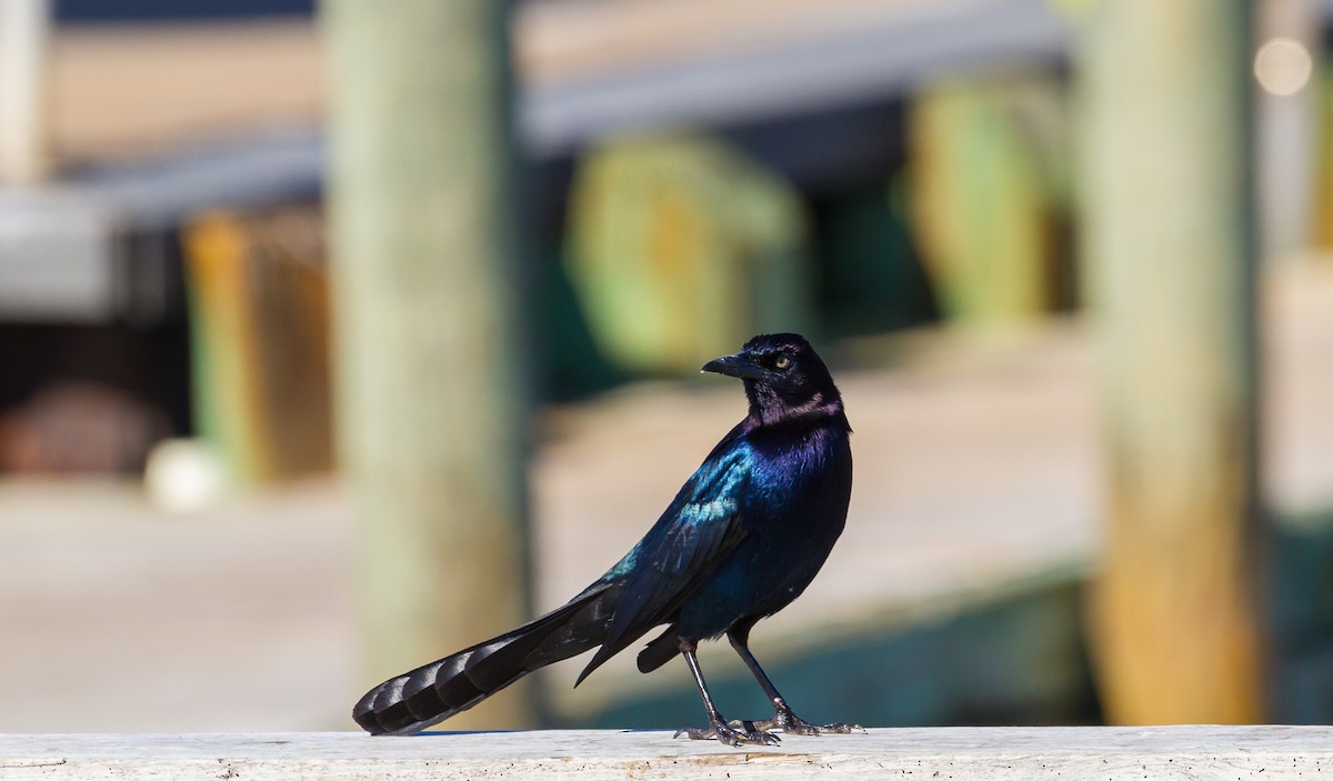Boat-tailed Grackle - ML414764361