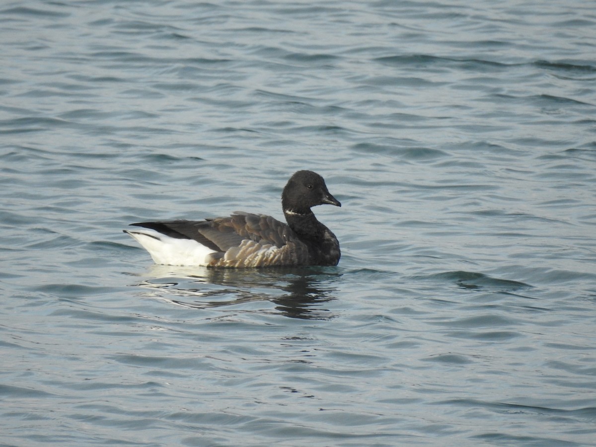 Brant - ML414765211