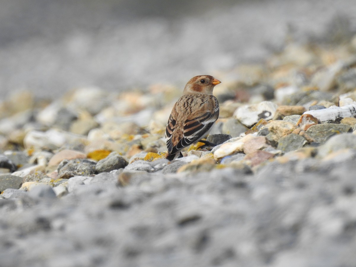 Snow Bunting - ML414765221