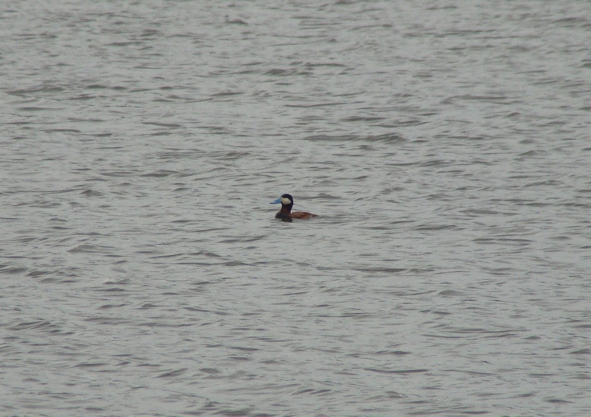 Ruddy Duck - ML414765231