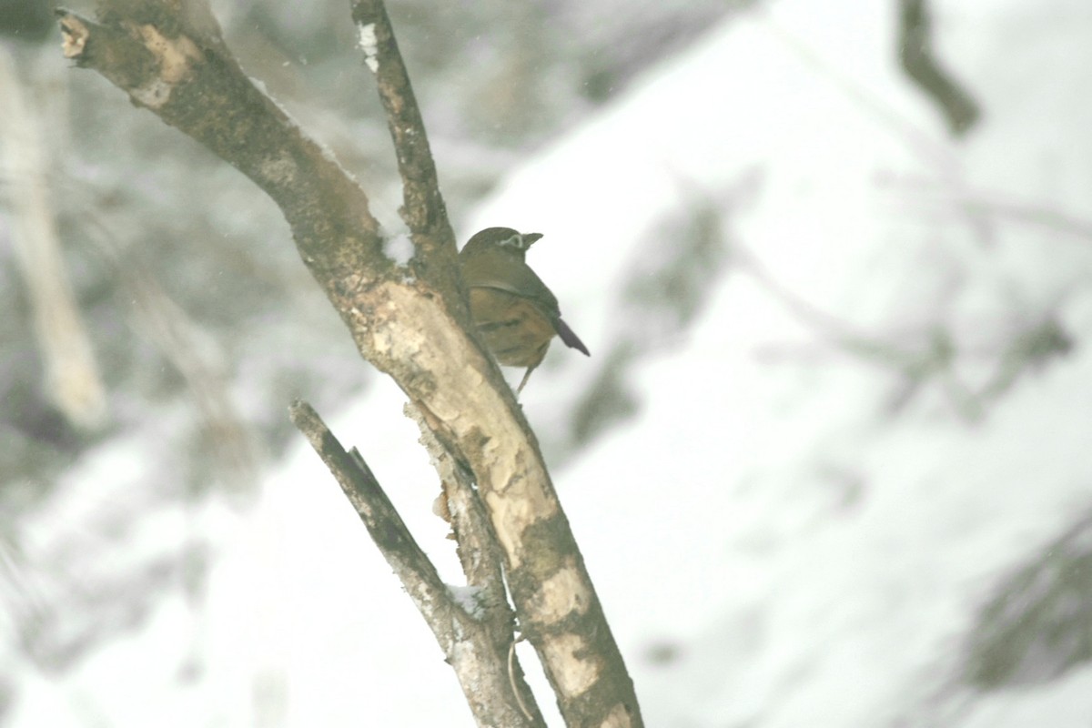 Гуамея світлоока - ML414766721